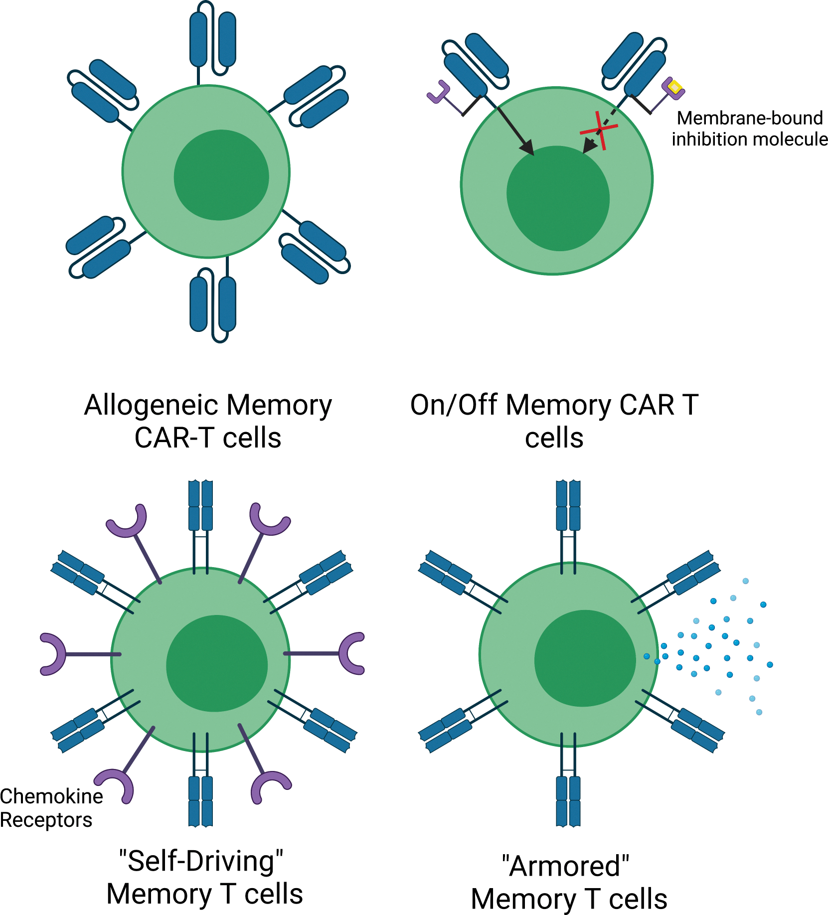 Figure 1 from the memory T cells cancer immunoprevention review
